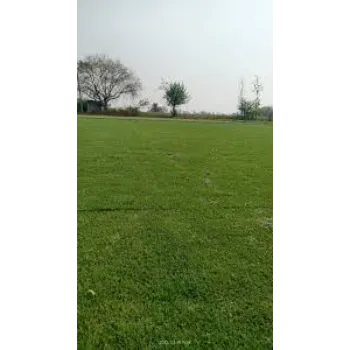 Natural Grass